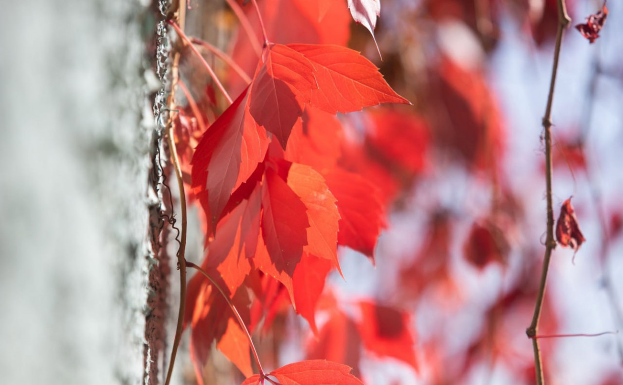 Погода в Туле 9 ноября: умеренный ветер и до +10 градусов