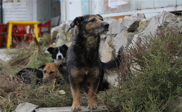 В Туле появится приют для бездомных животных