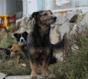 В Туле появится приют для бездомных животных