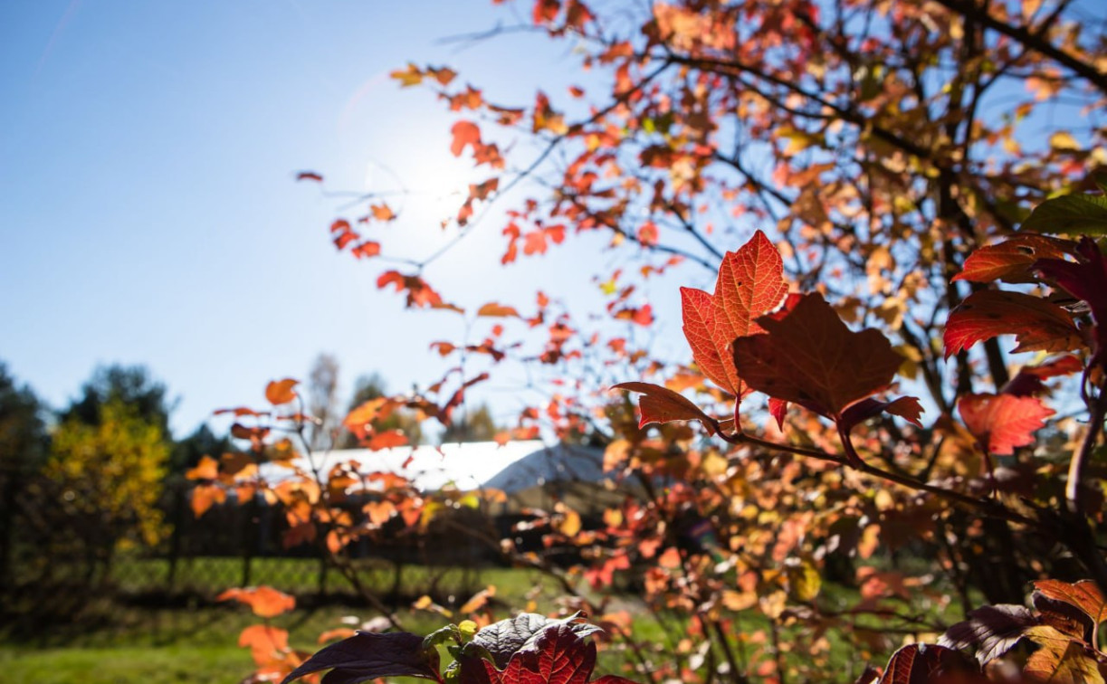 Погода в Туле 24 октября: ветрено и до +12 градусов