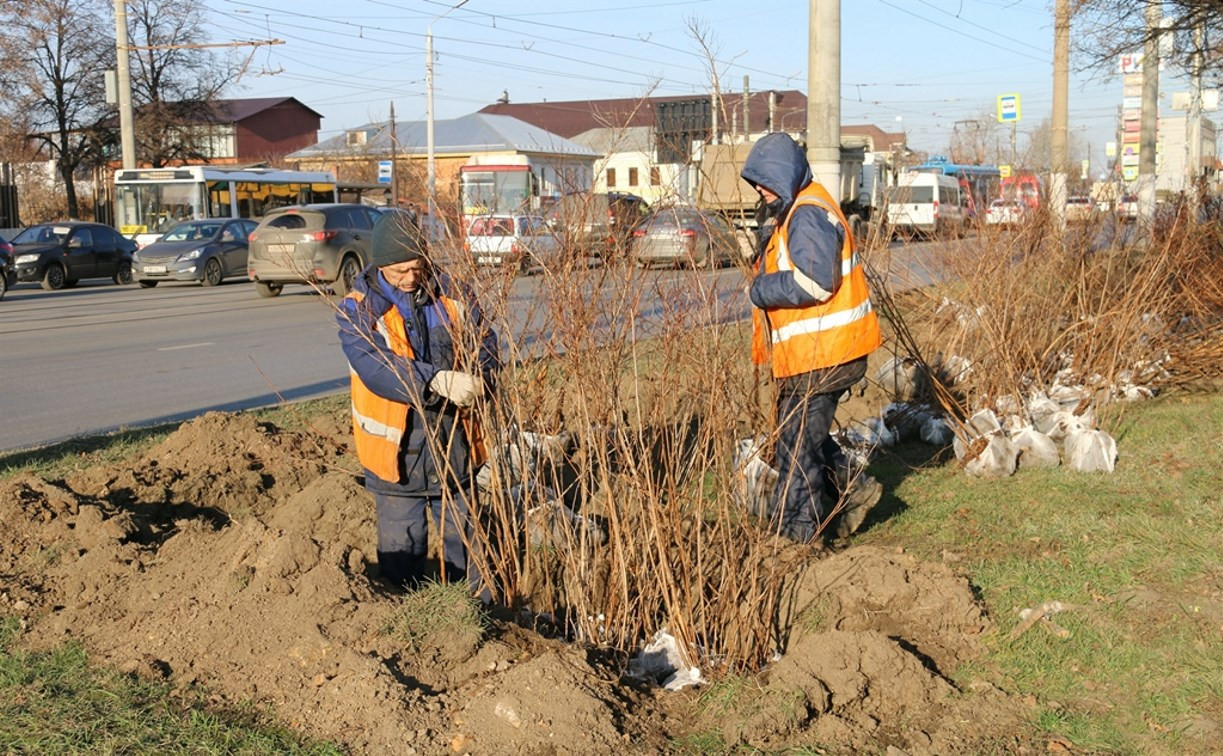 В Туле заканчиваются работы по осеннему озеленению