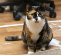 Как живут кошки, спасенные тульскими волонтерами из адской квартиры
