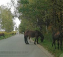 Табун лошадей, атаковавший жителей тульского села, снова гуляет на самовыпасе 