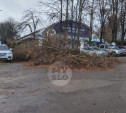 В Туле с территории стадиона «Арсенал» на парковку упало дерево 