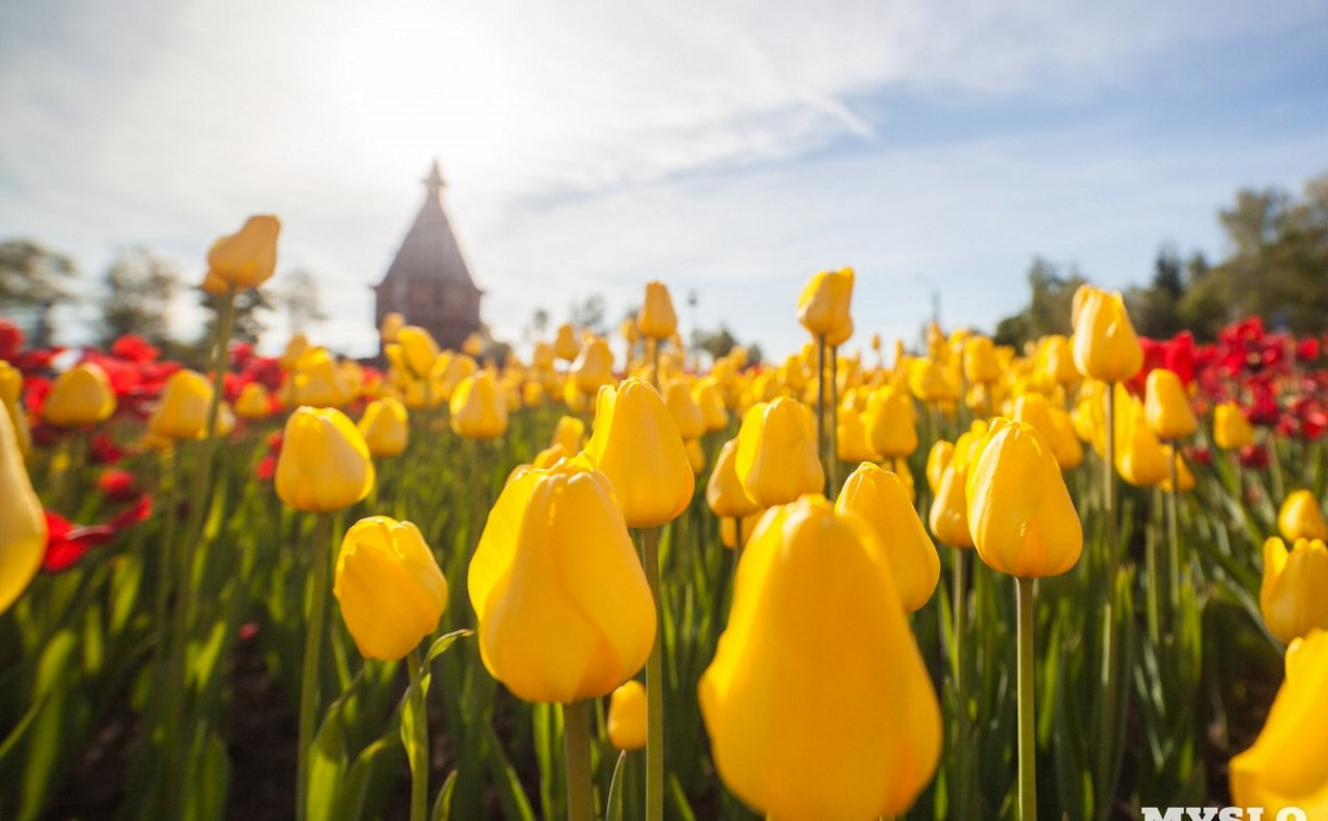 Ко Дню Победы в Туле расцветут 58 тысяч тюльпанов