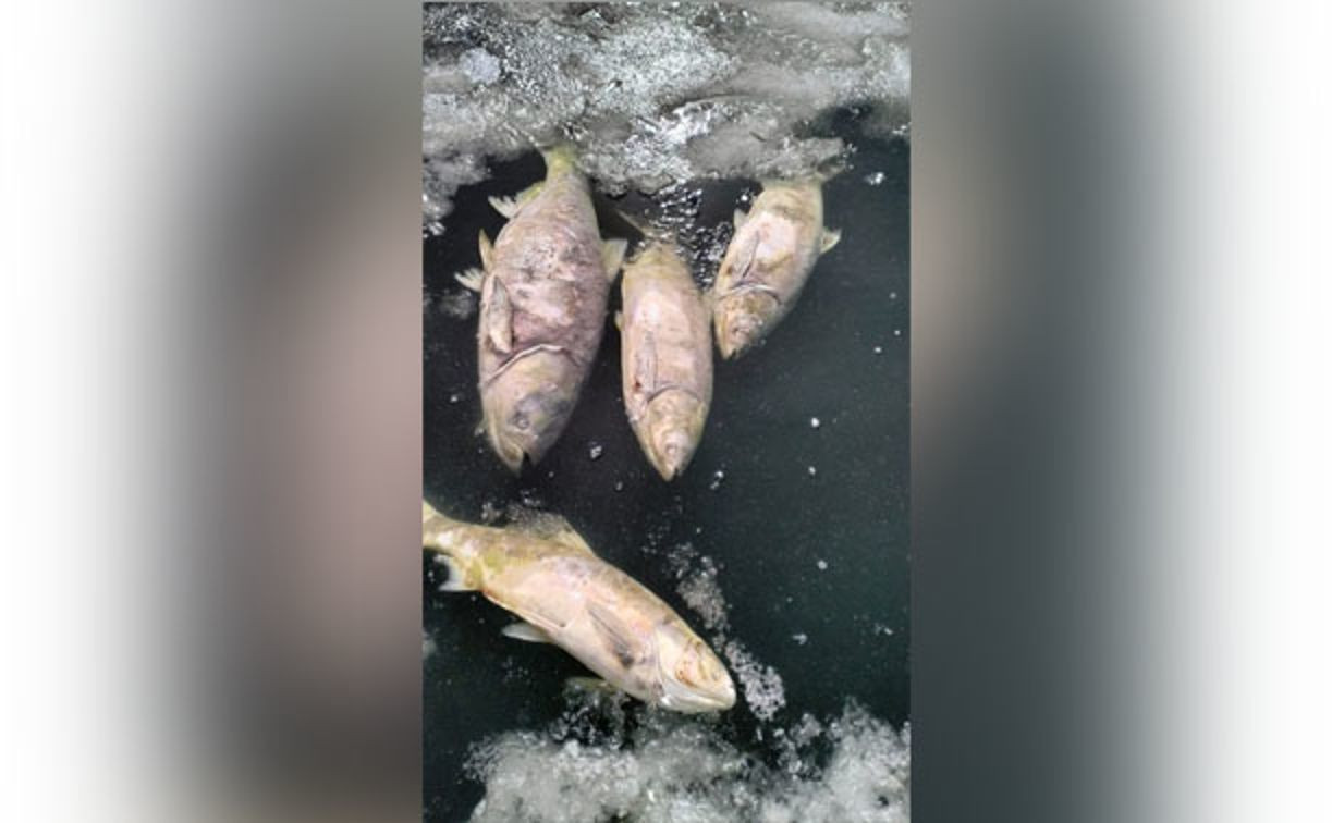 Пруд в поселке Первомайском под Щёкино заполнился мертвой рыбой 