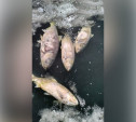 Пруд в поселке Первомайском под Щёкино заполнился мертвой рыбой 