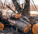 В Чернском районе гражданин Латвии незаконно вырубил леса на 31 млн рублей