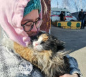 На пожаре в Менделеевском спасли трехцветную котейку