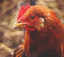 Туляков предупредили о курином мясе, зараженном гриппом А 