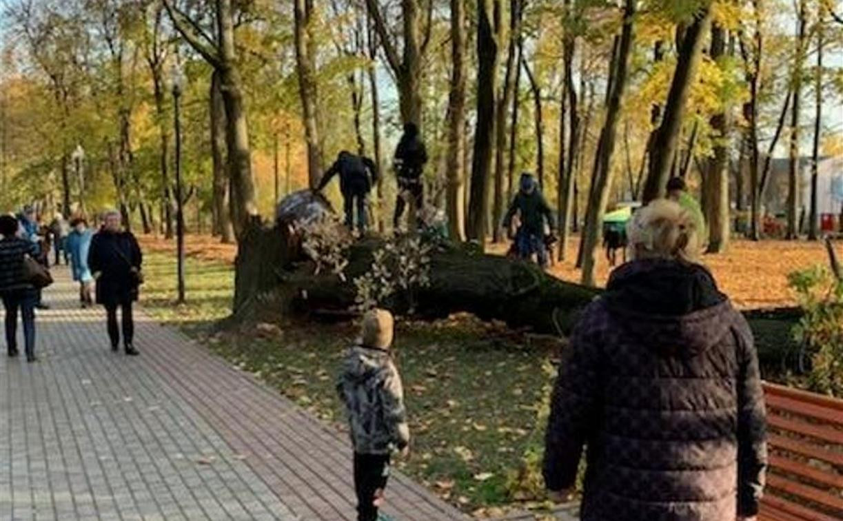В Рогожинском парке упавшее дерево чуть не придавило людей