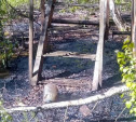 Разлив мазута: в Пролетарском районе Тулы назревает экологическая катастрофа