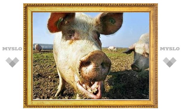 Импорт свиней в Россию вырос в 7 раз