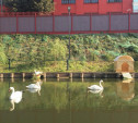 На Казанской набережной поселились белые лебеди