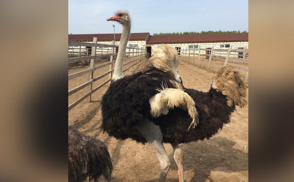 Страусиная ферма в Алексине объявила о распродаже птиц и животных. На владельца завели дело