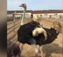 Страусиная ферма в Алексине объявила о распродаже птиц и животных. На владельца завели дело