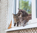 Холодный, сырой и темный: синоптики рассказали, каким был апрель в Тульской области 