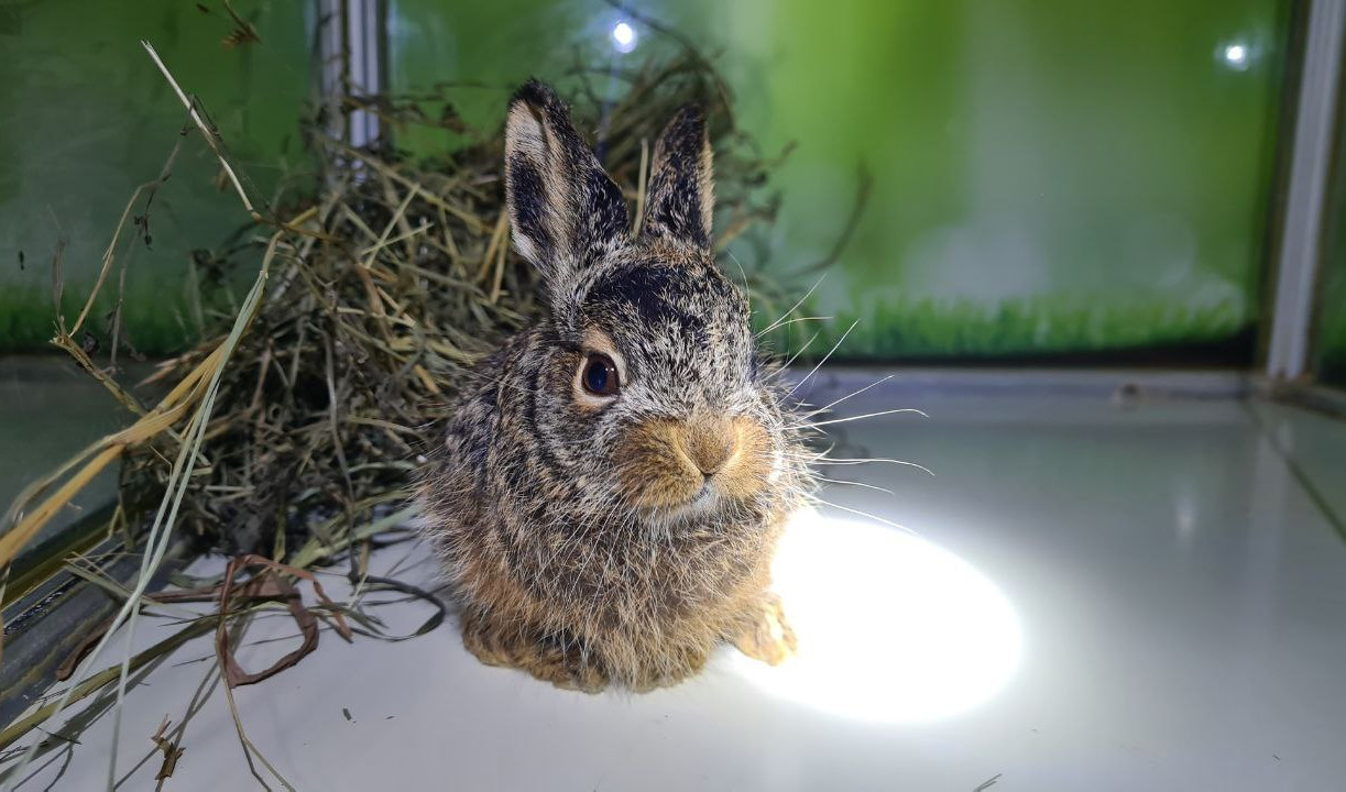 Назвали Черничкой: удивительная история спасения умирающего зайчонка