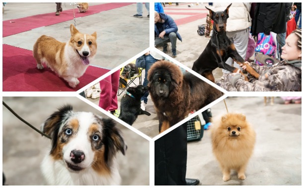 Сиба-ину, шпицы и алабаи: в Туле состоялась выставка собак