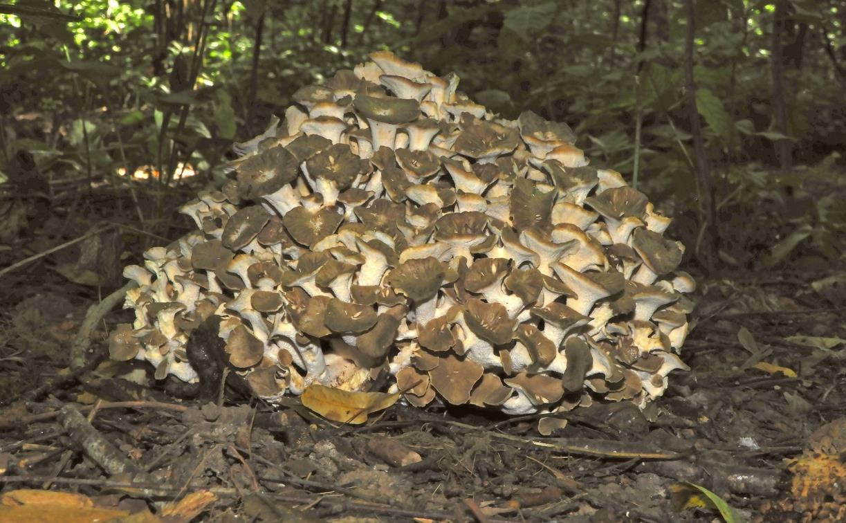 В Ясной Поляне нашли редкий краснокнижный гриб-баран