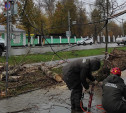 В Туле возле школы на ул. Токарева упало дерево и задело провода