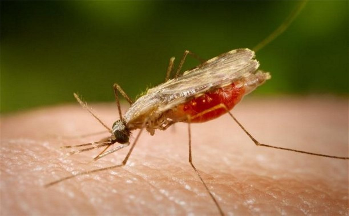 В Тульской области зарегистрирован случай заболевания тропической малярией