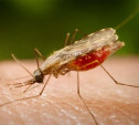 В Тульской области зарегистрирован случай заболевания тропической малярией