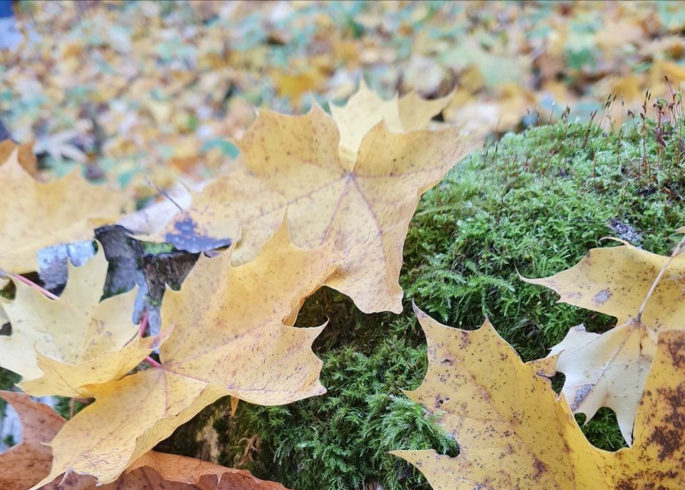 Погода в Туле 6 ноября: до +10 и без осадков