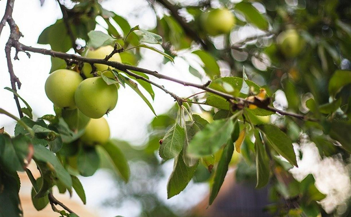 Тулякам рассказали о яблоневых садах Ясной Поляны