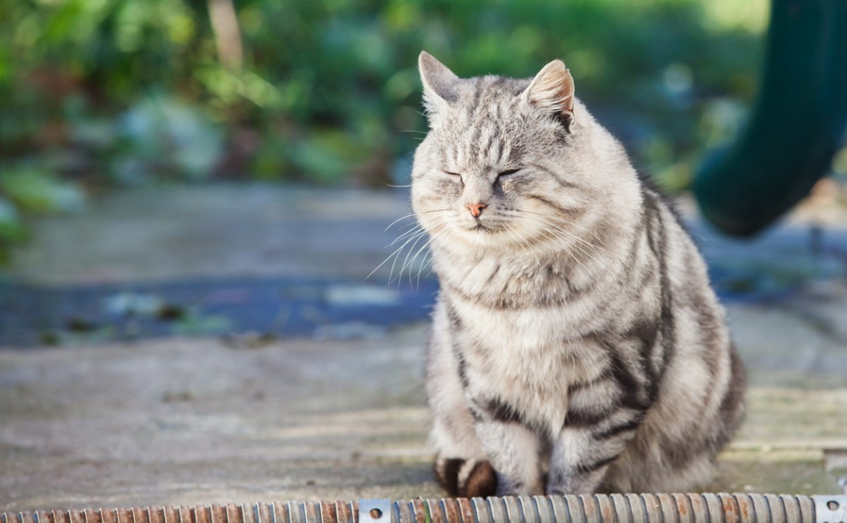 Жара до +26: бабье лето вернется в Центральную Россию на несколько дней