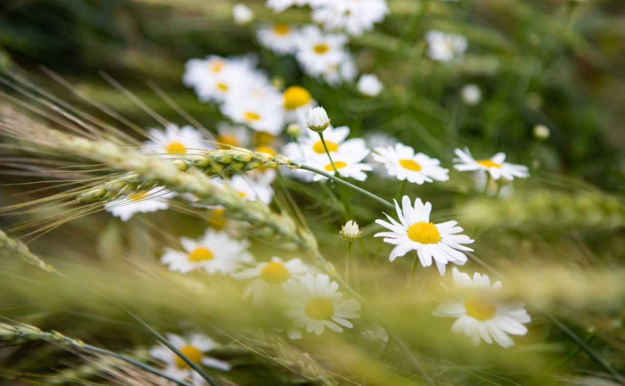 Погода 24 августа: в Туле потеплеет до +22 и без осадков