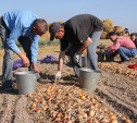 На полях под Тулой работали нелегалы из Узбекистана и Молдавии