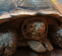 Конкурс от Тульского экзотариума: огромную черепаху назвали Потемкиным