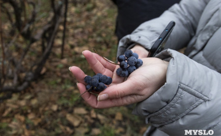 Жизнь Тулы и области