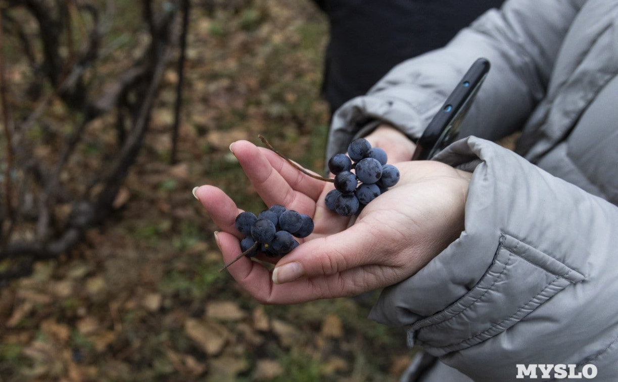 В Туле за 37 млн рублей продают виноградник с винодельней 