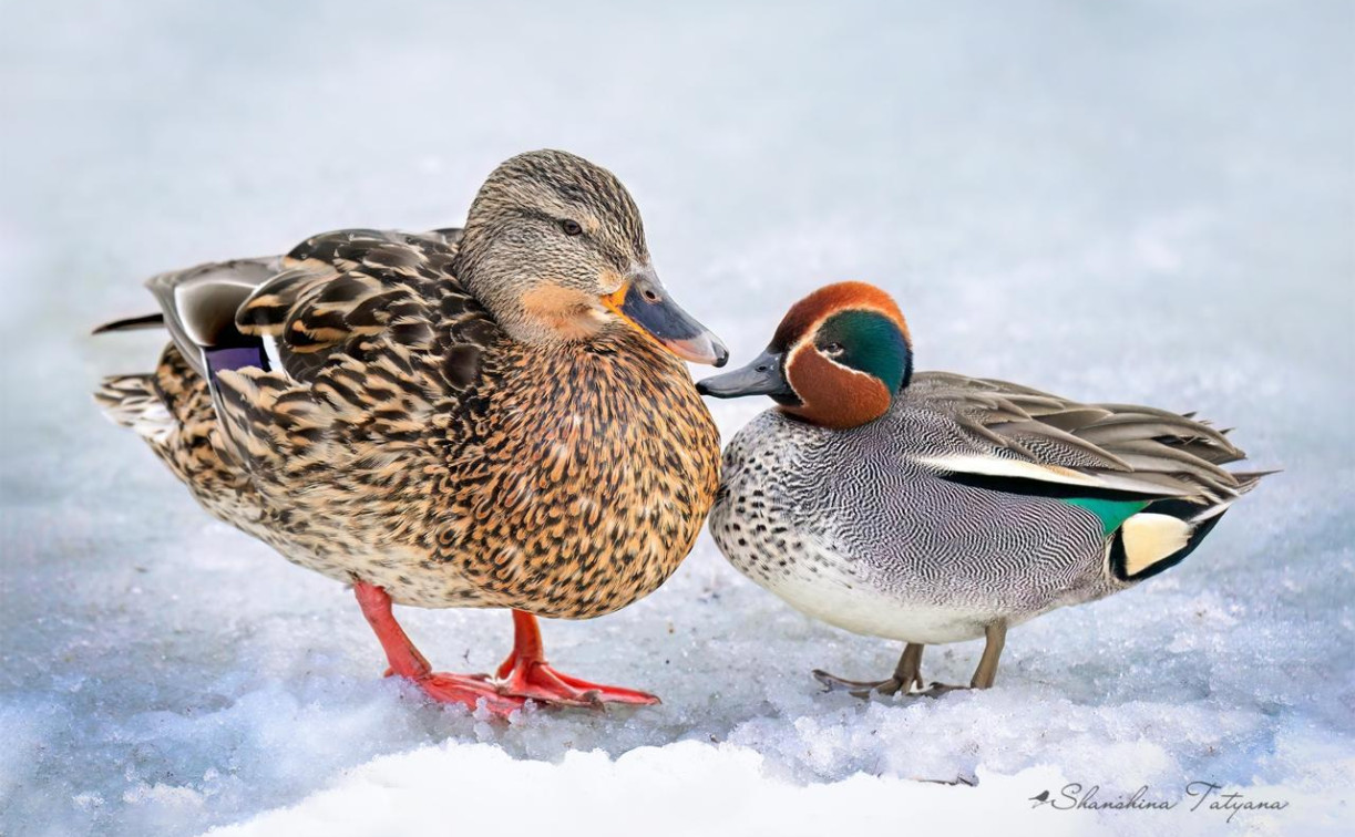 В Центральном парке появился редкий и очень маленький речной селезень 