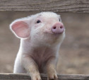 В Тульскую область запретили ввозить свиней, продукцию свиноводства и корма из 10 регионов