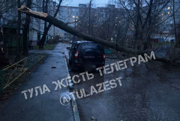 В Туле из-за сильного ветра два дерева упали на машины