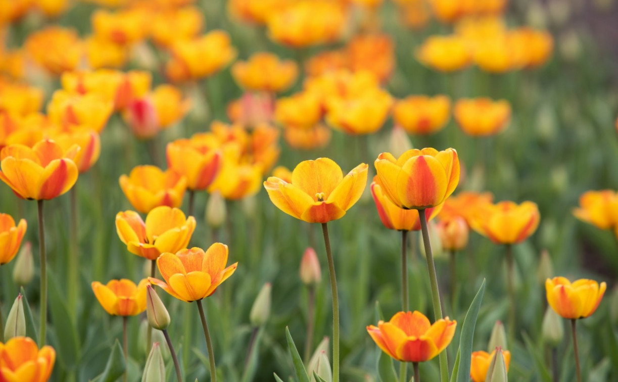 Туляков предупредили о возможном «пыльцевом шторме» 