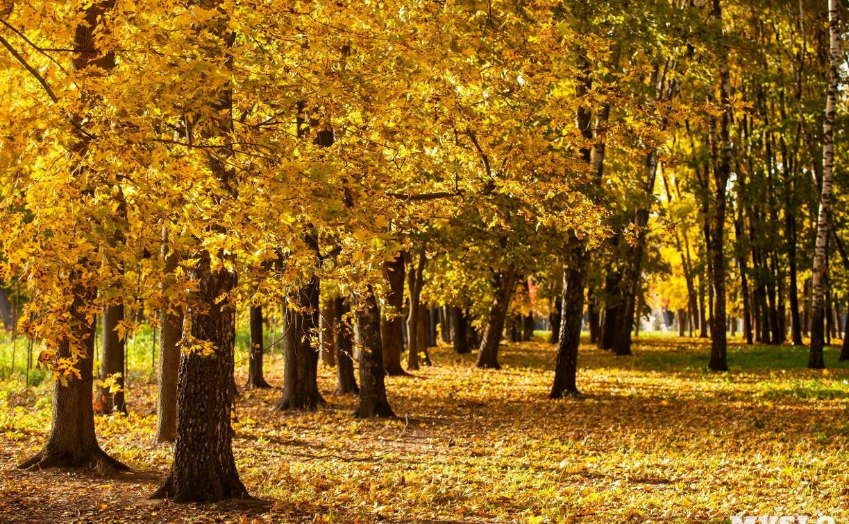 Когда в Центральную Россию придет золотая осень?