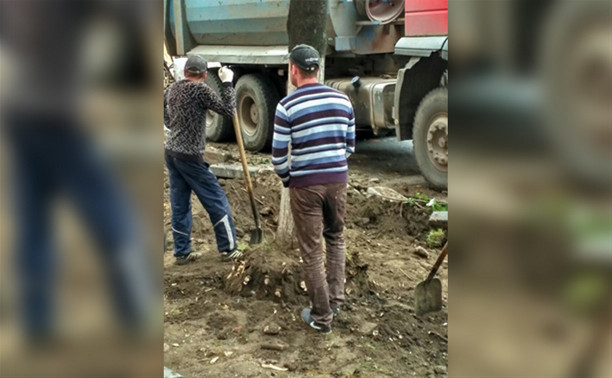 Администрация Тулы: «Если деревья погибнут, подрядчик высадит новые»