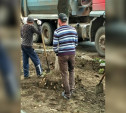 Администрация Тулы: «Если деревья погибнут, подрядчик высадит новые»