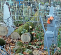 На Всехсвятском кладбище в Туле деревья падают на могилы