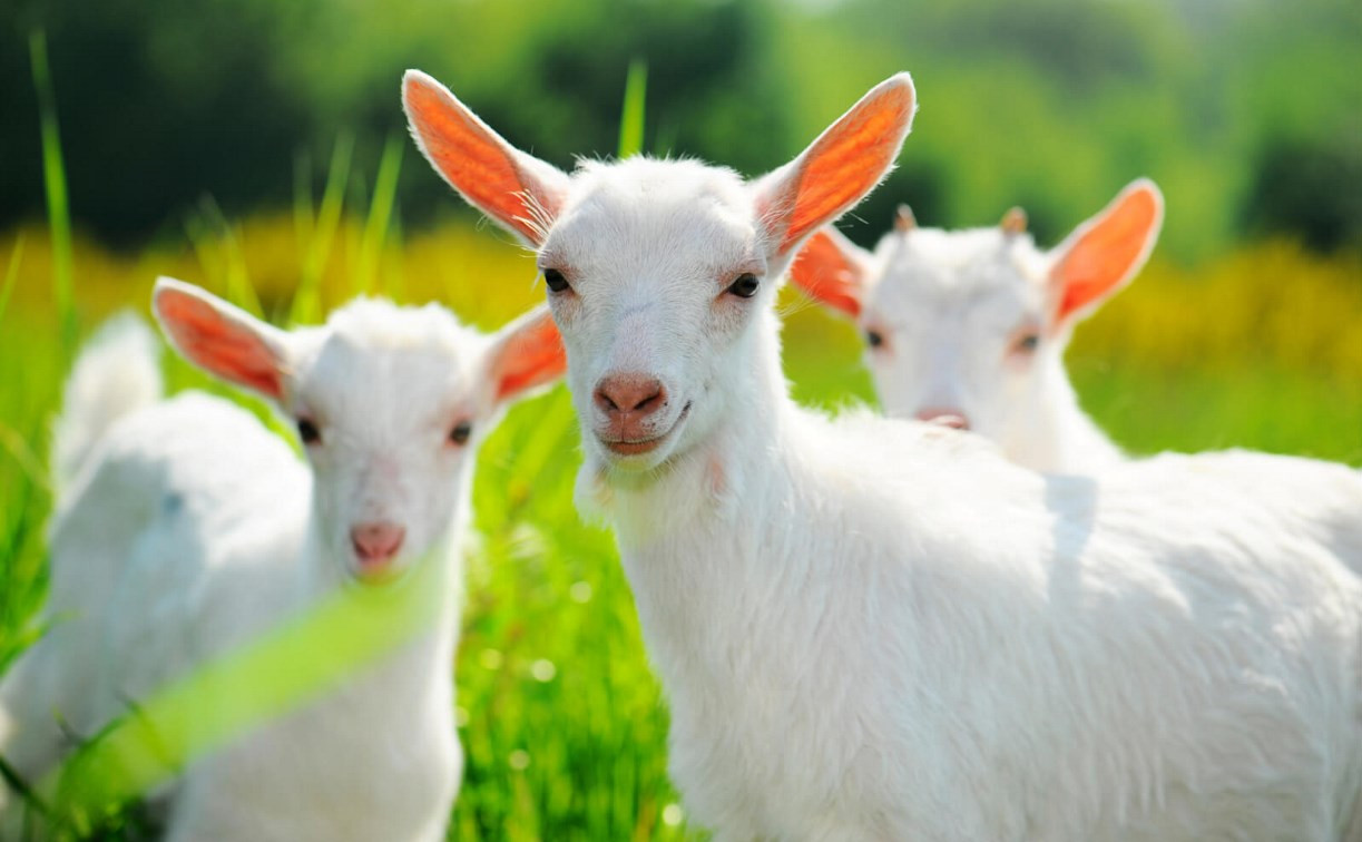 Выставка коз в Туле: Где посмотреть на козлят и научиться делать козий сыр?