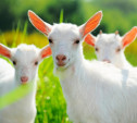 Выставка коз в Туле: Где посмотреть на козлят и научиться делать козий сыр?