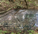 В Кимовске канализационные стоки затапливают Карачевский лес