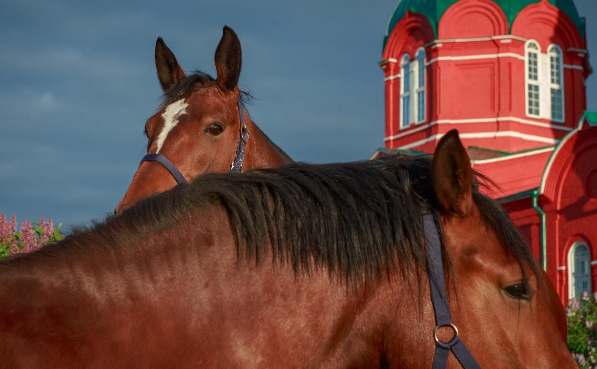 «Конь педальный», Пегас и кинолошадь: в музее «Тульские древности» открывается новая выставка