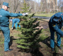 Спасатели посадили деревья в Центральном парке Тулы