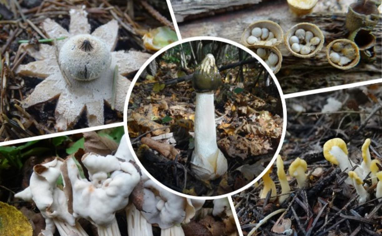 Булавовидный шпатель, эльфийские сёдла, фаллюс нескромный: названы самые необычные грибы Тульской области