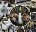 Булавовидный шпатель, эльфийские сёдла, фаллюс нескромный: названы самые необычные грибы Тульской области